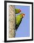 A Red-Masked Parakeet Peers from a Nest Cavity in South Florida.-Neil Losin-Framed Photographic Print