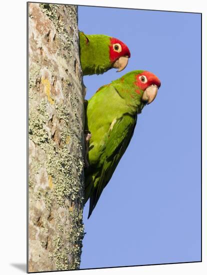 A Red-Masked Parakeet Peers from a Nest Cavity in South Florida.-Neil Losin-Mounted Photographic Print