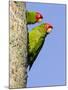 A Red-Masked Parakeet Peers from a Nest Cavity in South Florida.-Neil Losin-Mounted Photographic Print