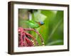 A Red-Necked Tanager Feeds from the Fruits of a Palm Tree in the Atlantic Rainforest-Alex Saberi-Framed Premium Photographic Print