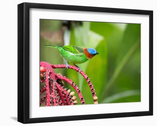 A Red-Necked Tanager Feeds from the Fruits of a Palm Tree in the Atlantic Rainforest-Alex Saberi-Framed Premium Photographic Print
