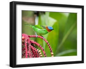 A Red-Necked Tanager Feeds from the Fruits of a Palm Tree in the Atlantic Rainforest-Alex Saberi-Framed Premium Photographic Print