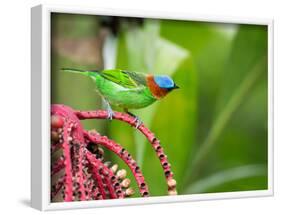 A Red-Necked Tanager Feeds from the Fruits of a Palm Tree in the Atlantic Rainforest-Alex Saberi-Framed Photographic Print