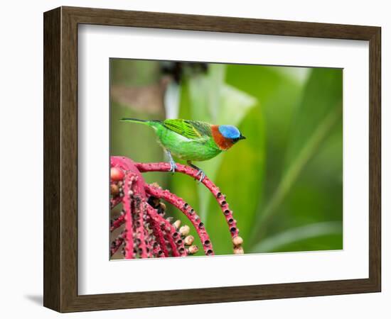 A Red-Necked Tanager Feeds from the Fruits of a Palm Tree in the Atlantic Rainforest-Alex Saberi-Framed Photographic Print