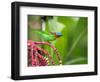 A Red-Necked Tanager Feeds from the Fruits of a Palm Tree in the Atlantic Rainforest-Alex Saberi-Framed Photographic Print