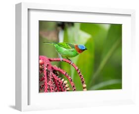 A Red-Necked Tanager Feeds from the Fruits of a Palm Tree in the Atlantic Rainforest-Alex Saberi-Framed Photographic Print