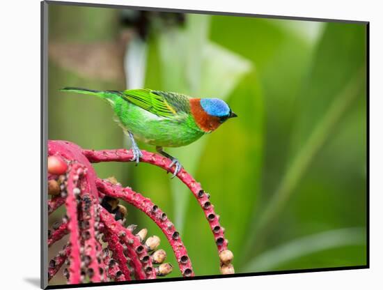 A Red-Necked Tanager Feeds from the Fruits of a Palm Tree in the Atlantic Rainforest-Alex Saberi-Mounted Photographic Print