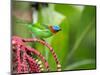 A Red-Necked Tanager Feeds from the Fruits of a Palm Tree in the Atlantic Rainforest-Alex Saberi-Mounted Photographic Print