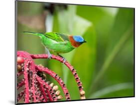 A Red-Necked Tanager Feeds from the Fruits of a Palm Tree in the Atlantic Rainforest-Alex Saberi-Mounted Photographic Print