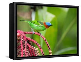 A Red-Necked Tanager Feeds from the Fruits of a Palm Tree in the Atlantic Rainforest-Alex Saberi-Framed Stretched Canvas