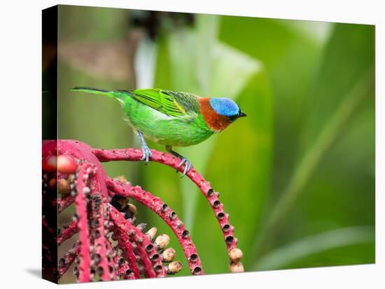 A Red-Necked Tanager Feeds from the Fruits of a Palm Tree in the Atlantic Rainforest-Alex Saberi-Stretched Canvas