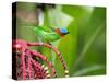 A Red-Necked Tanager Feeds from the Fruits of a Palm Tree in the Atlantic Rainforest-Alex Saberi-Stretched Canvas