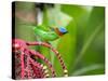 A Red-Necked Tanager Feeds from the Fruits of a Palm Tree in the Atlantic Rainforest-Alex Saberi-Stretched Canvas