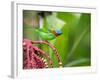 A Red-Necked Tanager Feeds from the Fruits of a Palm Tree in the Atlantic Rainforest-Alex Saberi-Framed Photographic Print