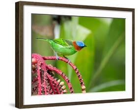 A Red-Necked Tanager Feeds from the Fruits of a Palm Tree in the Atlantic Rainforest-Alex Saberi-Framed Photographic Print