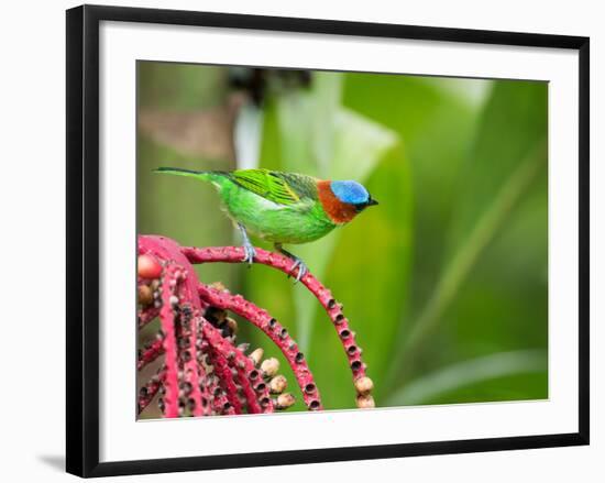 A Red-Necked Tanager Feeds from the Fruits of a Palm Tree in the Atlantic Rainforest-Alex Saberi-Framed Photographic Print