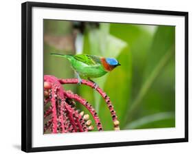 A Red-Necked Tanager Feeds from the Fruits of a Palm Tree in the Atlantic Rainforest-Alex Saberi-Framed Photographic Print