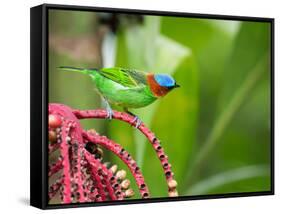 A Red-Necked Tanager Feeds from the Fruits of a Palm Tree in the Atlantic Rainforest-Alex Saberi-Framed Stretched Canvas