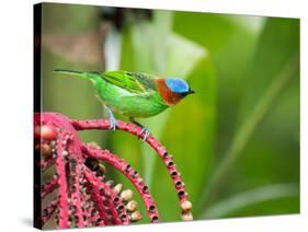 A Red-Necked Tanager Feeds from the Fruits of a Palm Tree in the Atlantic Rainforest-Alex Saberi-Stretched Canvas