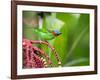 A Red-Necked Tanager Feeds from the Fruits of a Palm Tree in the Atlantic Rainforest-Alex Saberi-Framed Photographic Print