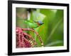 A Red-Necked Tanager Feeds from the Fruits of a Palm Tree in the Atlantic Rainforest-Alex Saberi-Framed Photographic Print