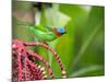 A Red-Necked Tanager Feeds from the Fruits of a Palm Tree in the Atlantic Rainforest-Alex Saberi-Mounted Photographic Print