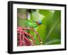 A Red-Necked Tanager Feeds from the Fruits of a Palm Tree in the Atlantic Rainforest-Alex Saberi-Framed Photographic Print