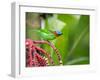 A Red-Necked Tanager Feeds from the Fruits of a Palm Tree in the Atlantic Rainforest-Alex Saberi-Framed Photographic Print