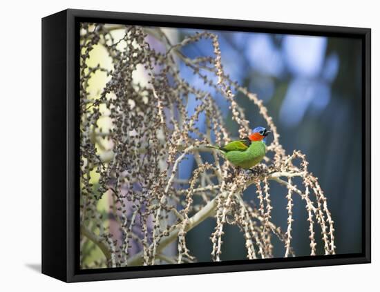 A Red-Necked Tanager, Tangara Cyanocephala, Feeding on Berries of a Palm Tree-Alex Saberi-Framed Stretched Canvas