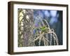 A Red-Necked Tanager, Tangara Cyanocephala, Feeding on Berries of a Palm Tree-Alex Saberi-Framed Photographic Print