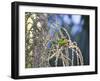 A Red-Necked Tanager, Tangara Cyanocephala, Feeding on Berries of a Palm Tree-Alex Saberi-Framed Photographic Print