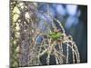 A Red-Necked Tanager, Tangara Cyanocephala, Feeding on Berries of a Palm Tree-Alex Saberi-Mounted Photographic Print