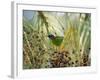 A Red-Necked Tanager, Tangara Cyanocephala, Feeds from the Fruits of a Palm Tree in Ubatuba, Brazil-Alex Saberi-Framed Photographic Print