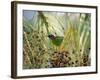 A Red-Necked Tanager, Tangara Cyanocephala, Feeds from the Fruits of a Palm Tree in Ubatuba, Brazil-Alex Saberi-Framed Photographic Print