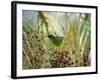 A Red-Necked Tanager, Tangara Cyanocephala, Feeds from the Fruits of a Palm Tree in Ubatuba, Brazil-Alex Saberi-Framed Photographic Print