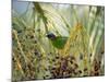 A Red-Necked Tanager, Tangara Cyanocephala, Feeds from the Fruits of a Palm Tree in Ubatuba, Brazil-Alex Saberi-Mounted Photographic Print