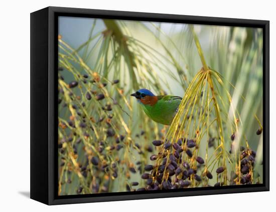 A Red-Necked Tanager, Tangara Cyanocephala, Feeds from the Fruits of a Palm Tree in Ubatuba, Brazil-Alex Saberi-Framed Stretched Canvas