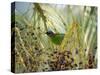 A Red-Necked Tanager, Tangara Cyanocephala, Feeds from the Fruits of a Palm Tree in Ubatuba, Brazil-Alex Saberi-Stretched Canvas