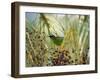 A Red-Necked Tanager, Tangara Cyanocephala, Feeds from the Fruits of a Palm Tree in Ubatuba, Brazil-Alex Saberi-Framed Photographic Print