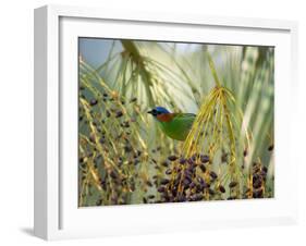 A Red-Necked Tanager, Tangara Cyanocephala, Feeds from the Fruits of a Palm Tree in Ubatuba, Brazil-Alex Saberi-Framed Photographic Print