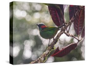 A Red-Necked Tanager, Tangara Cyanocephala, in a Tree in Ubatuba-Alex Saberi-Stretched Canvas
