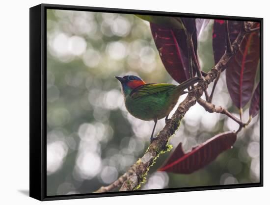 A Red-Necked Tanager, Tangara Cyanocephala, in a Tree in Ubatuba-Alex Saberi-Framed Stretched Canvas