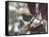 A Red-Necked Tanager, Tangara Cyanocephala, in a Tree in Ubatuba-Alex Saberi-Framed Stretched Canvas