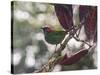 A Red-Necked Tanager, Tangara Cyanocephala, in a Tree in Ubatuba-Alex Saberi-Stretched Canvas