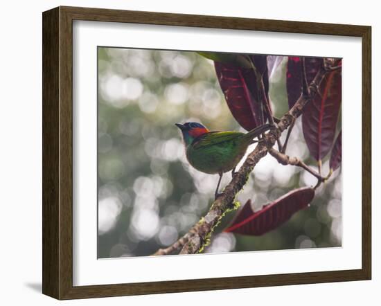 A Red-Necked Tanager, Tangara Cyanocephala, in a Tree in Ubatuba-Alex Saberi-Framed Photographic Print