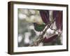 A Red-Necked Tanager, Tangara Cyanocephala, in a Tree in Ubatuba-Alex Saberi-Framed Photographic Print