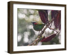 A Red-Necked Tanager, Tangara Cyanocephala, in a Tree in Ubatuba-Alex Saberi-Framed Photographic Print