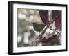 A Red-Necked Tanager, Tangara Cyanocephala, in a Tree in Ubatuba-Alex Saberi-Framed Photographic Print