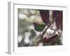 A Red-Necked Tanager, Tangara Cyanocephala, in a Tree in Ubatuba-Alex Saberi-Framed Photographic Print