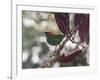 A Red-Necked Tanager, Tangara Cyanocephala, in a Tree in Ubatuba-Alex Saberi-Framed Photographic Print